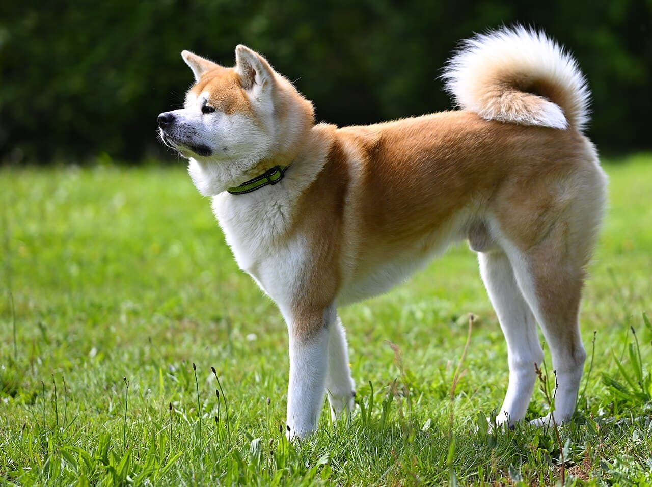 Chien de race Akita Inu