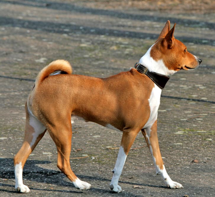 Chien de race Basenji