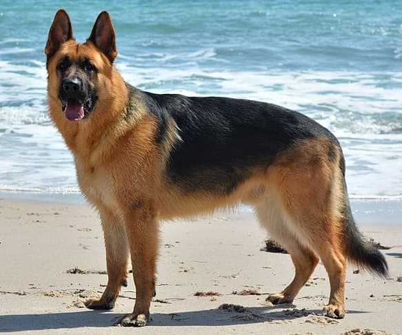 Chien de race Berger Allemand