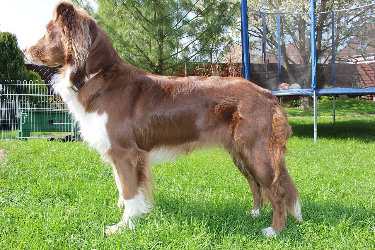 Chien de race Berger Australien