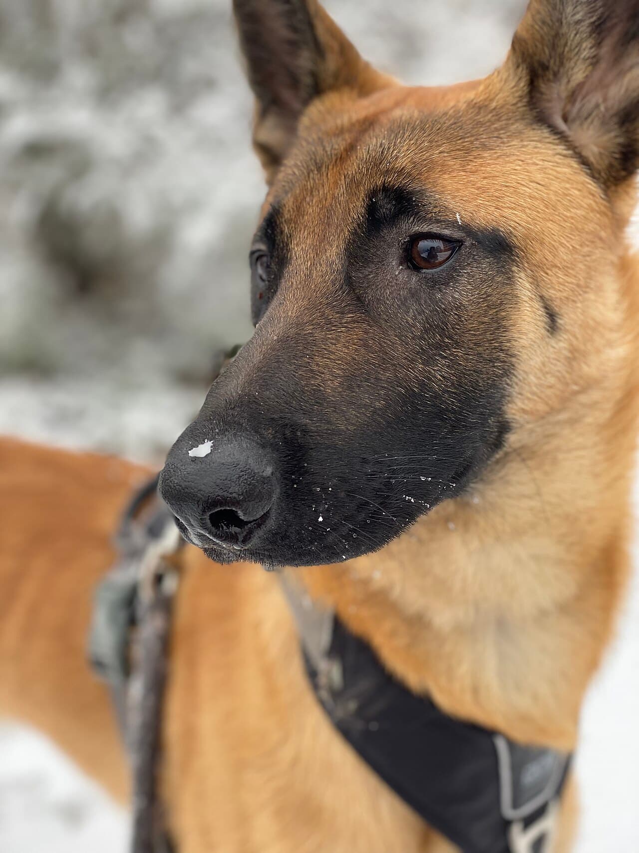 Chien de race Berger Belge Malinois