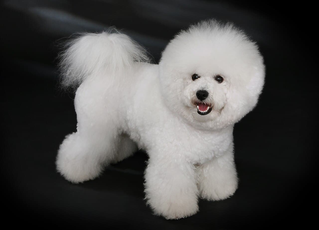 Chien de race Bichon Frisé