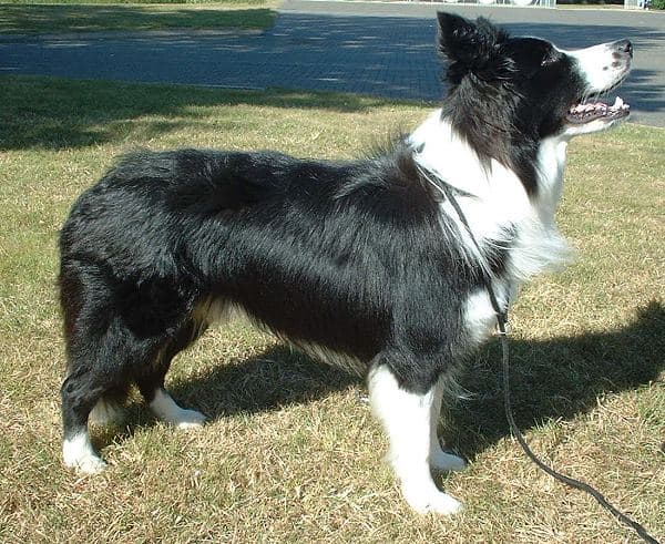 Chien de race Border Collie