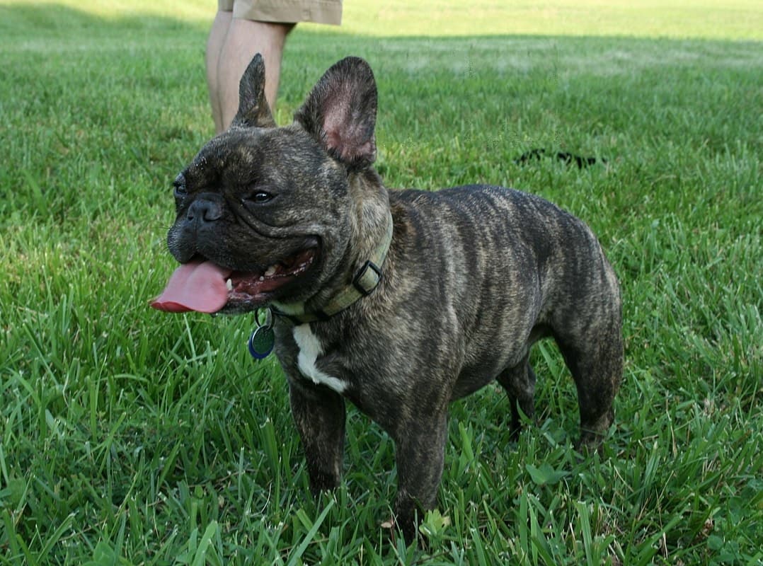 Chien de race Bouledogue Français