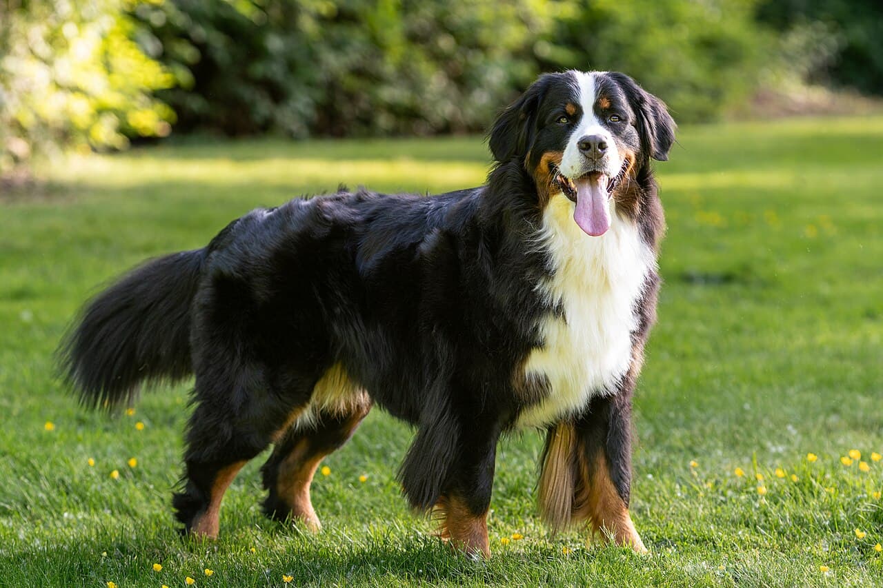 Chien de race Bouvier Bernois