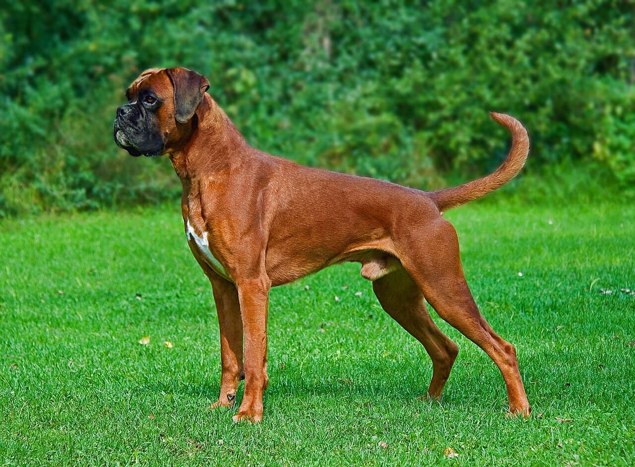 Chien de race Boxer