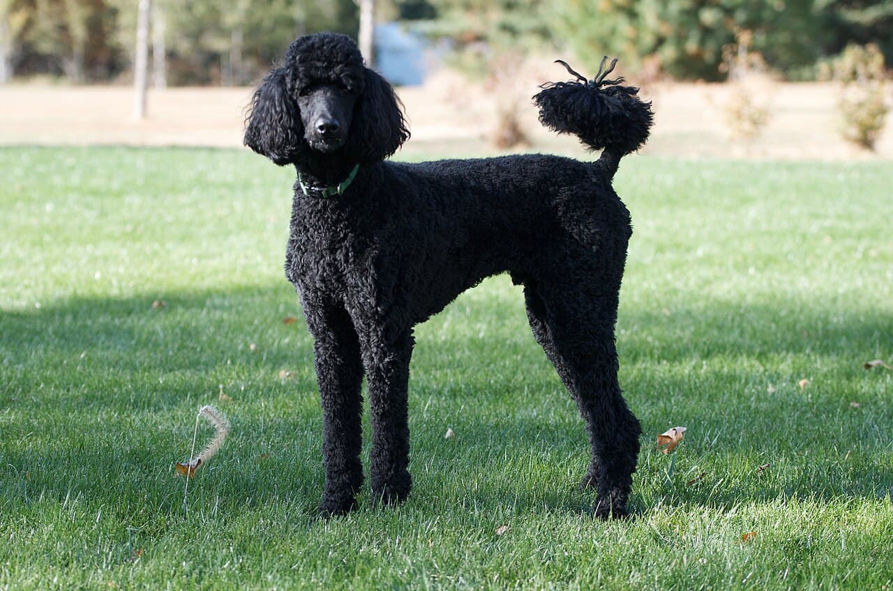 Chien de race Caniche