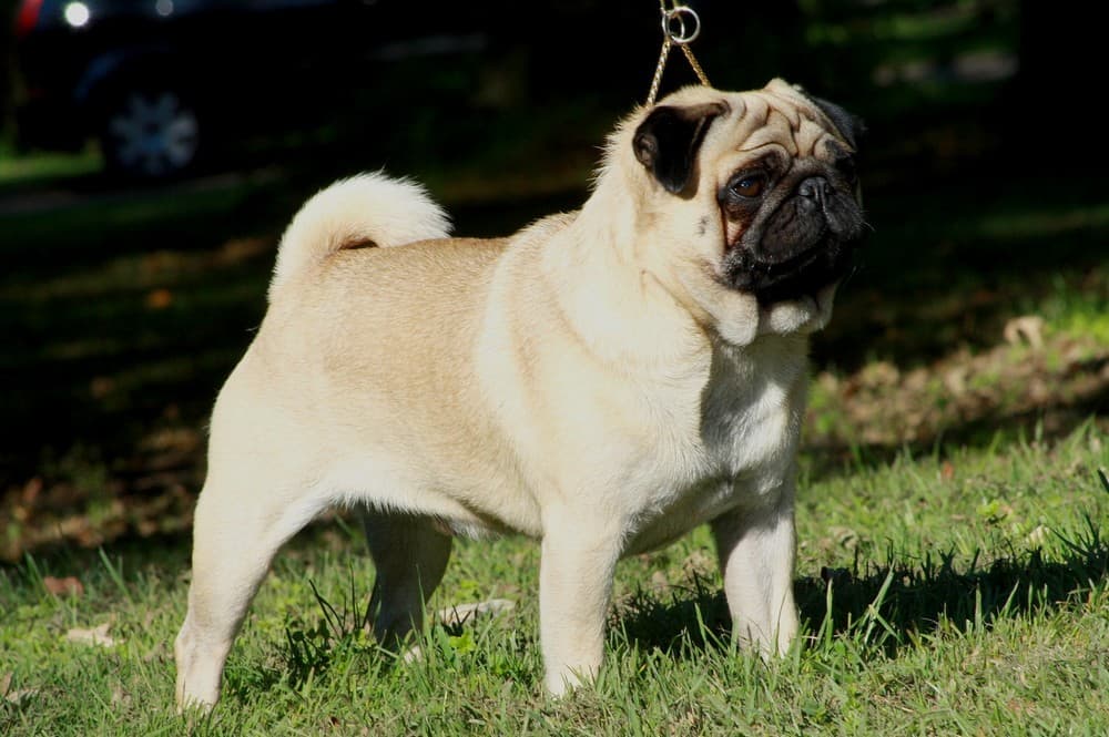 Chien de race Carlin