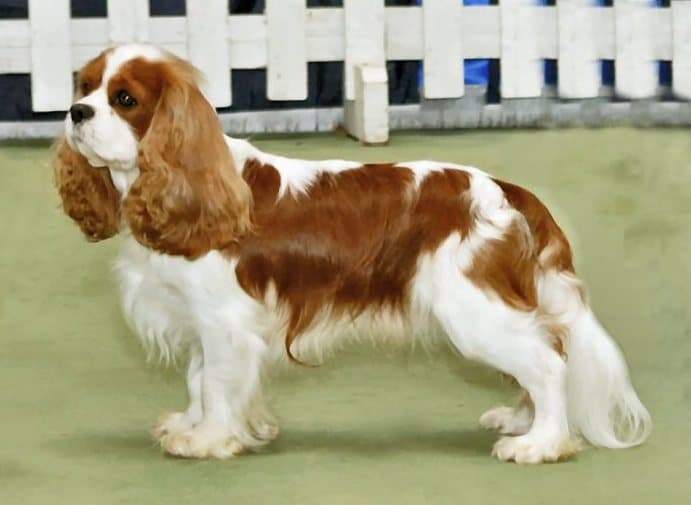 Chien de race Cavalier King Charles