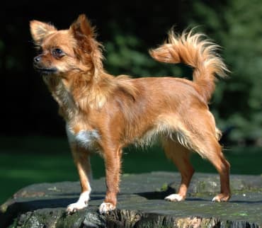 Chien de race Chihuahua