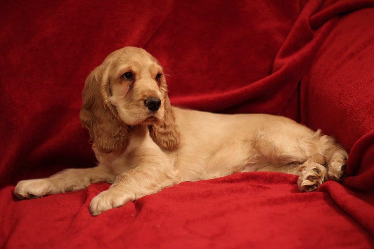 Chien de race Cocker Anglais