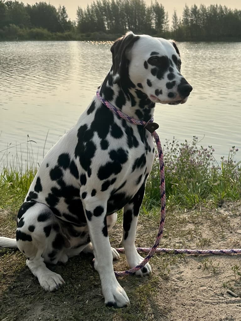 Chien de race Dalmatien