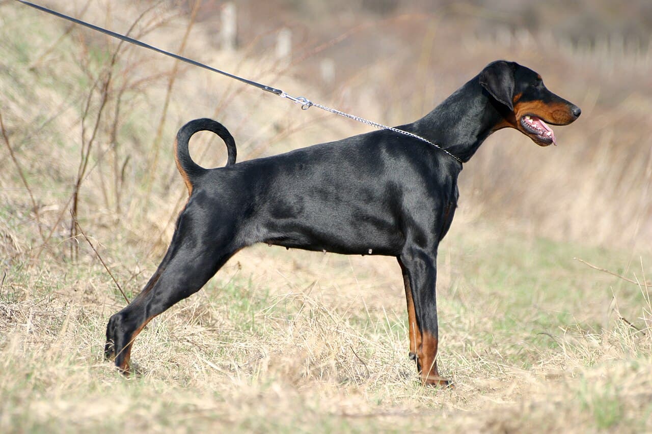 Chien de race Dobermann