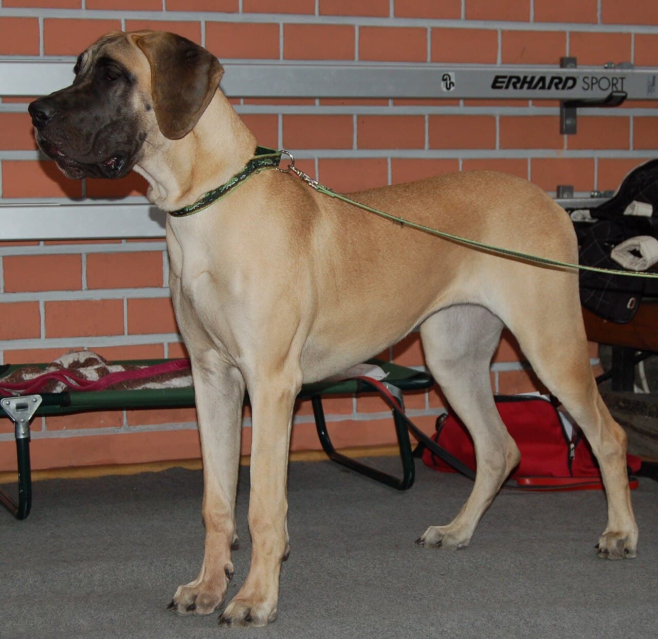 Chien de race Dogue Allemand