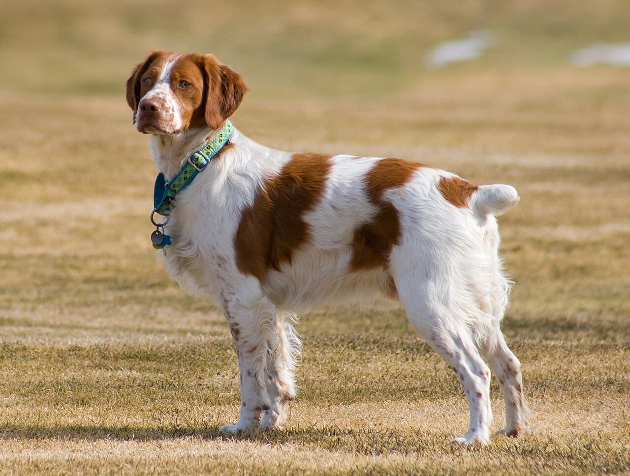 Chien de race Épagneul Breton