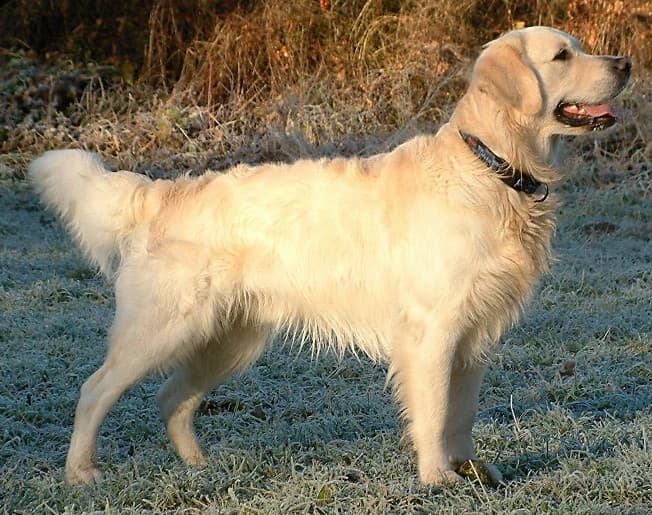 Chien de race Golden Retriever