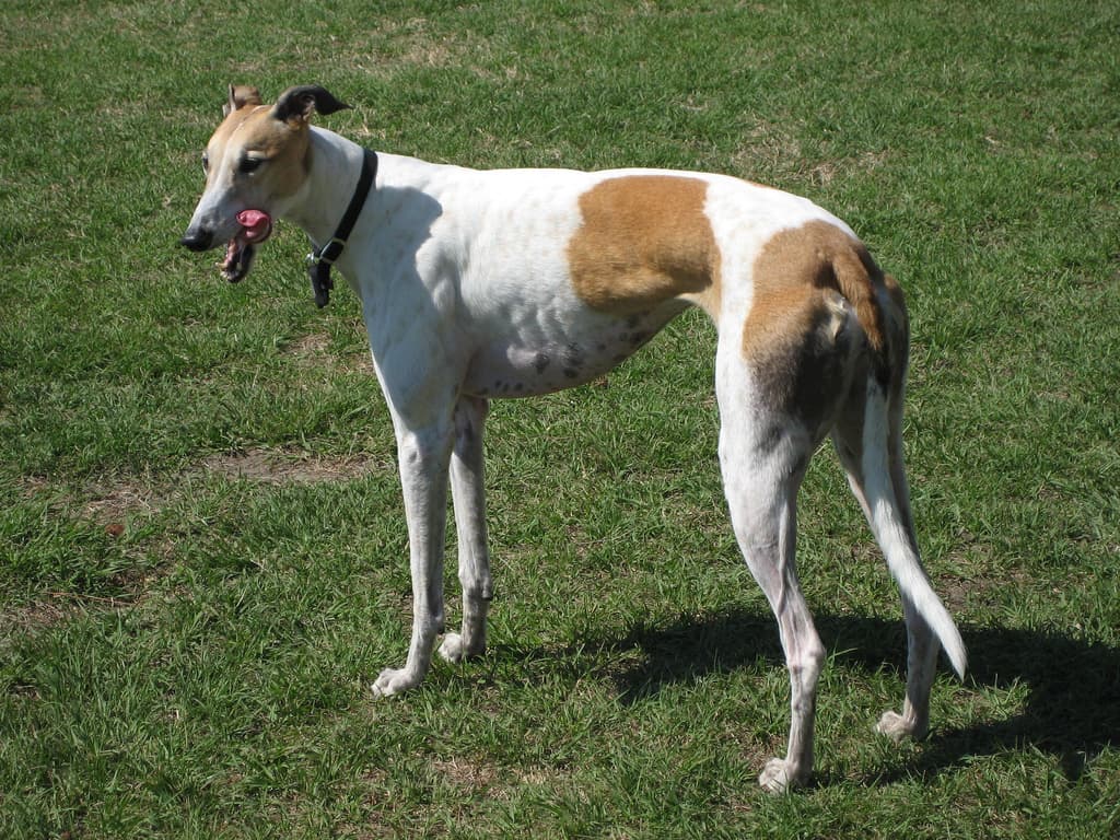 Chien de race Greyhound