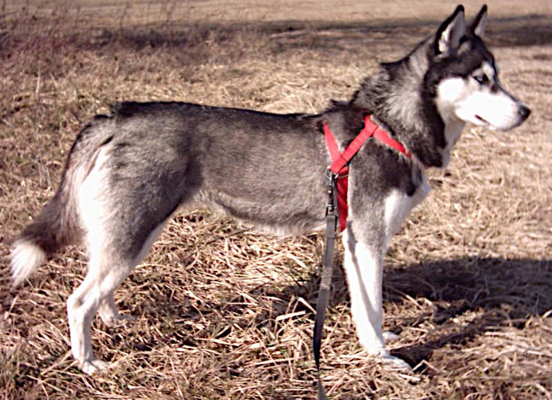 Chien de race Husky Sibérien