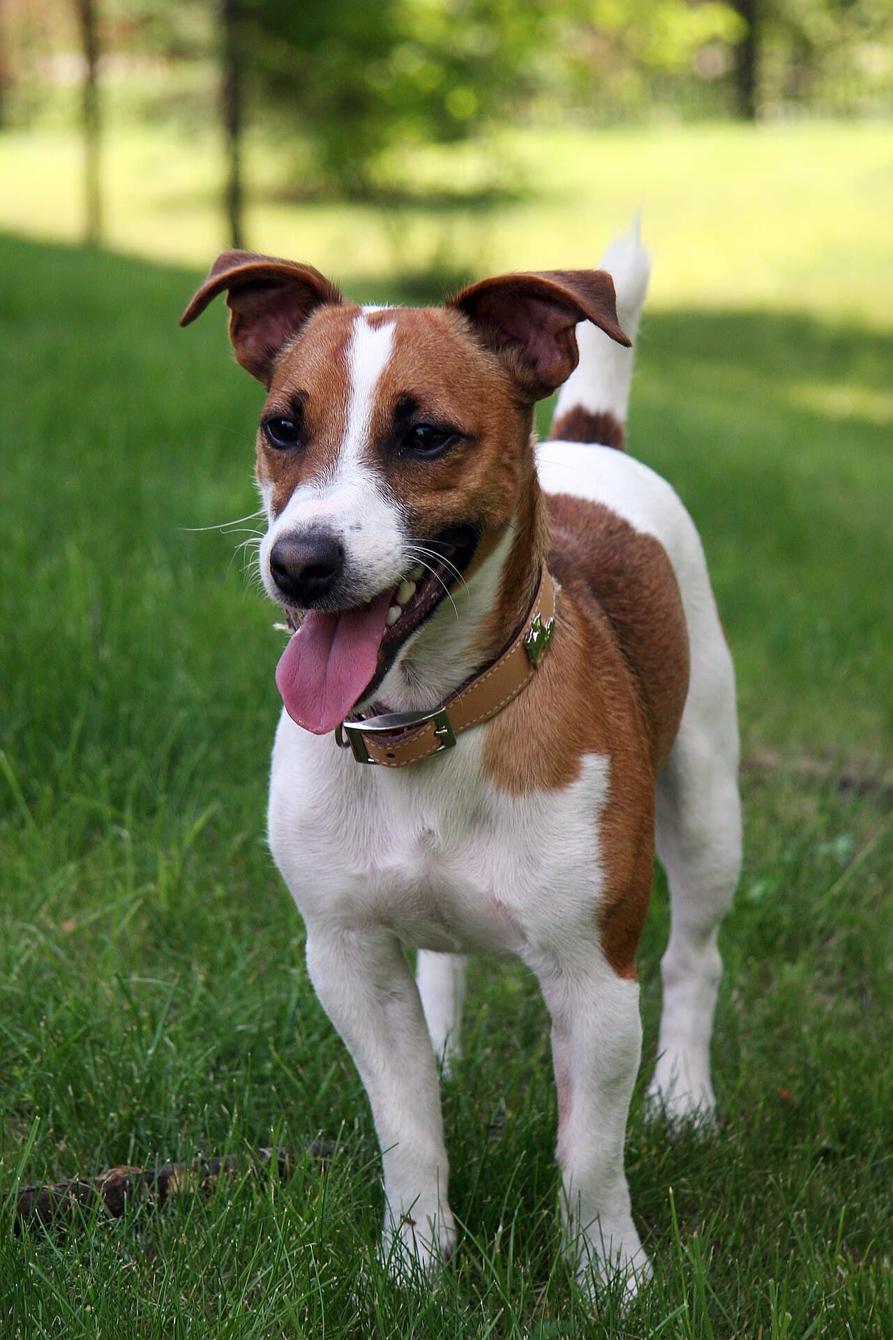 Chien de race Jack Russell Terrier