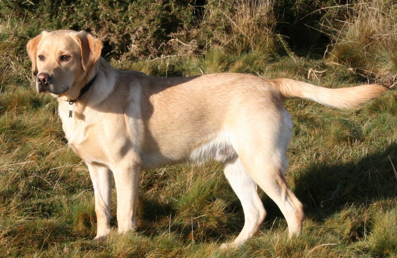 Chien de race Labrador Retriever