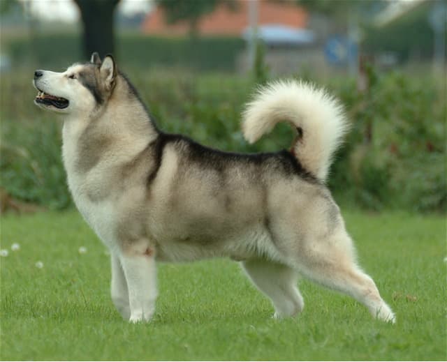 Chien de race Malamute d’Alaska