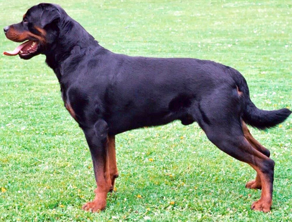 Chien de race Rottweiler