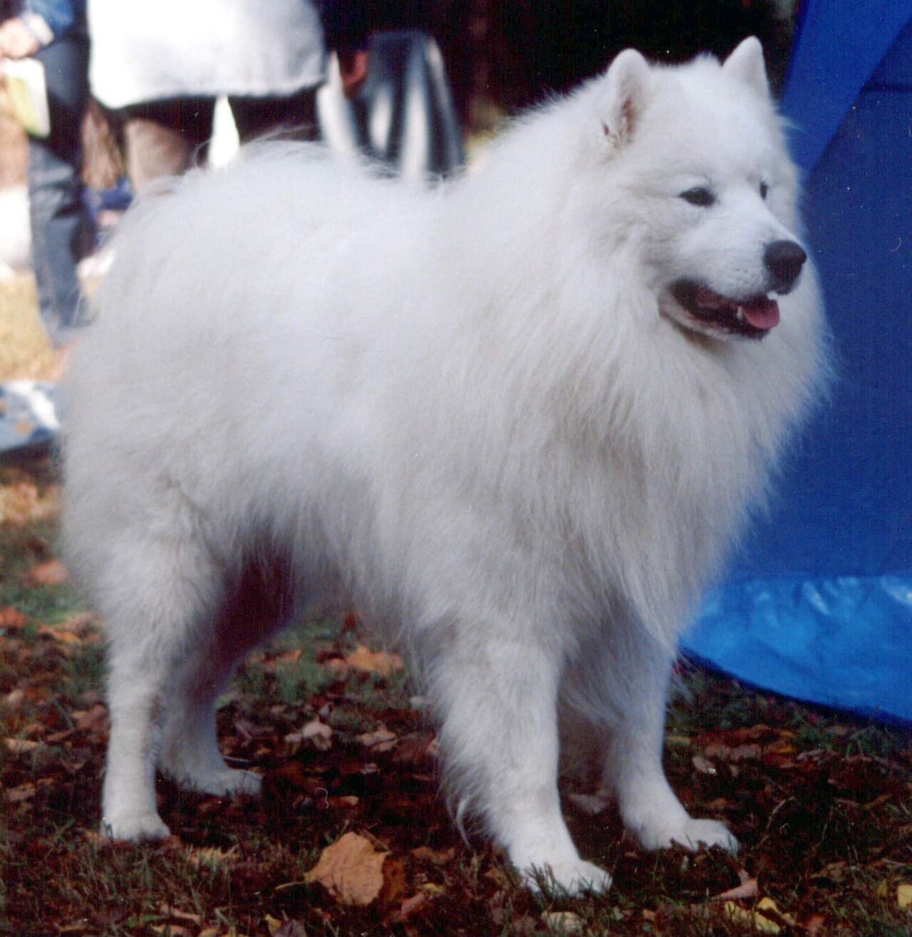 Chien de race Samoyède