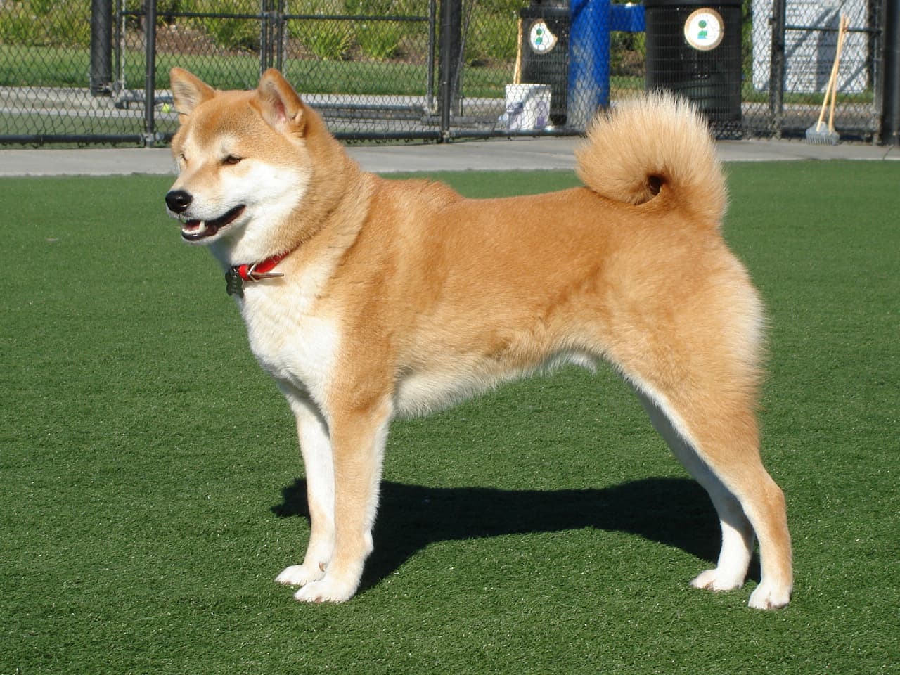 Chien de race Shiba Inu