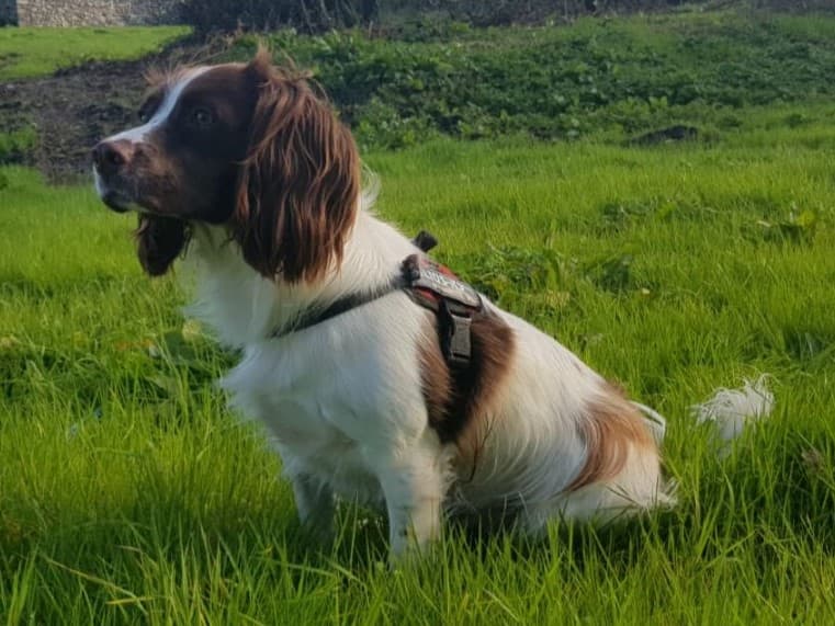 Chien de race Springer Anglais