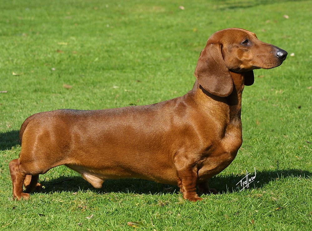 Chien de race Teckel