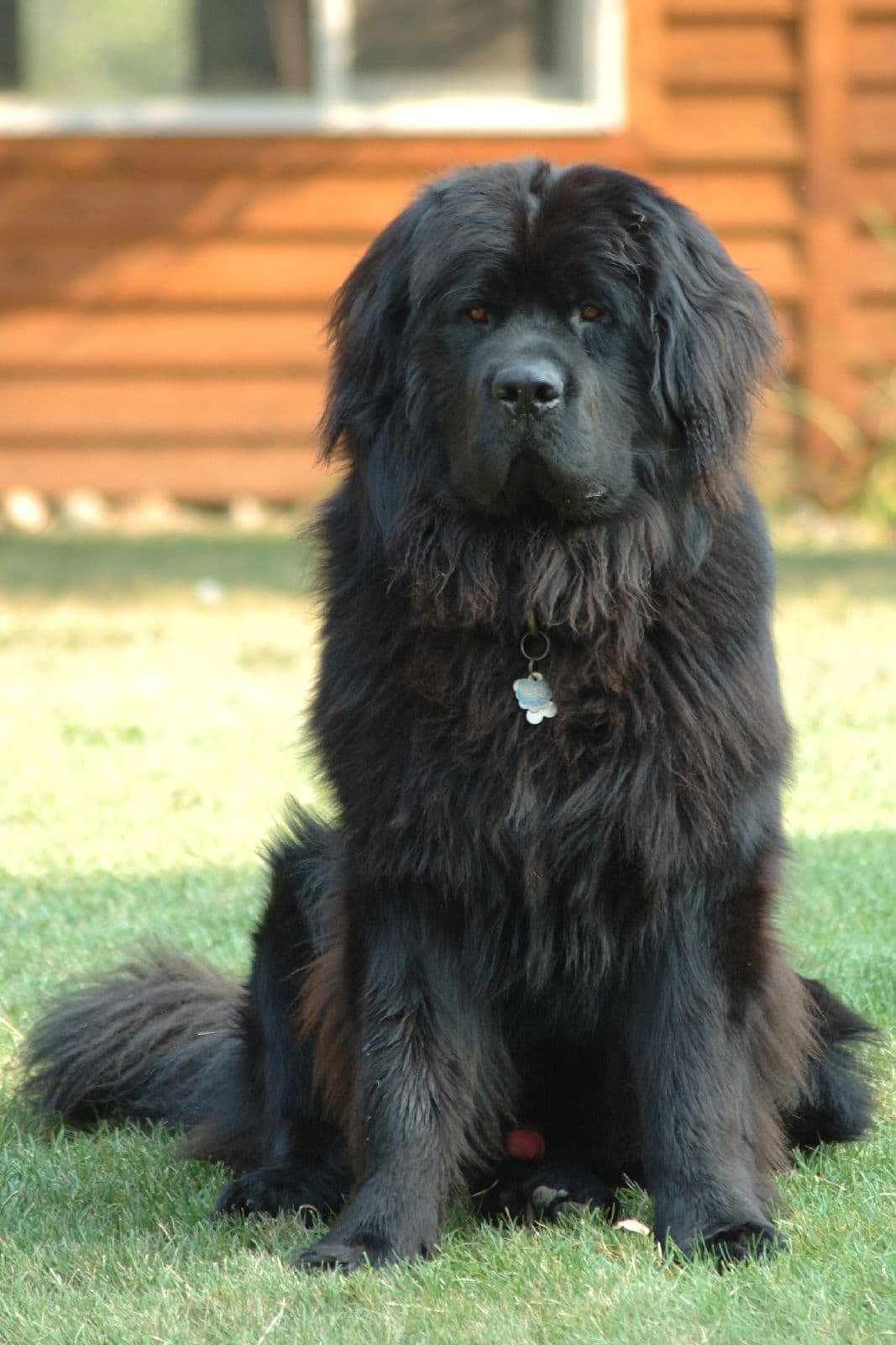 Chien de race Terre-Neuve