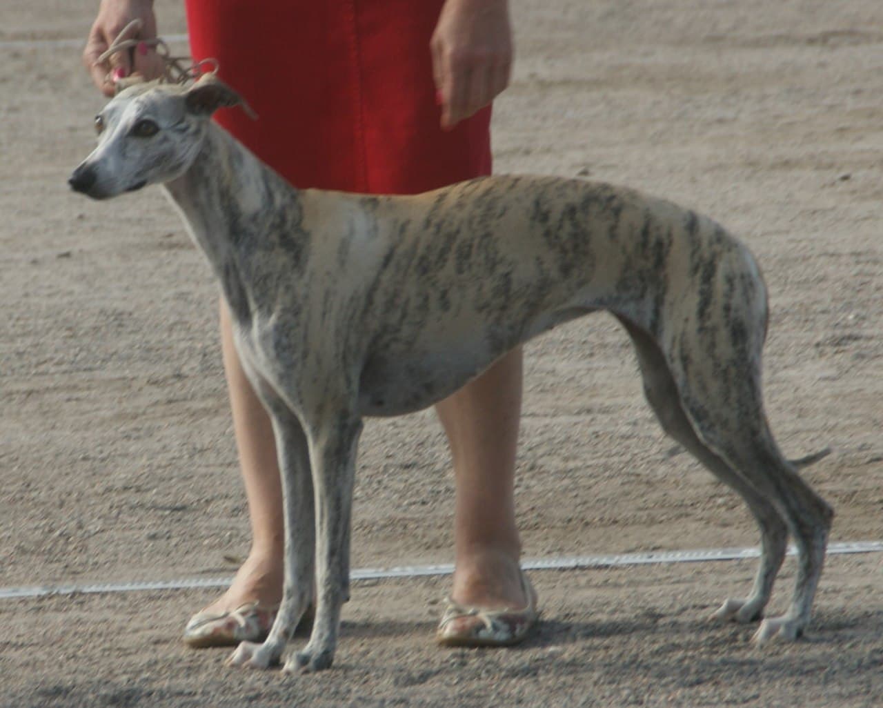 Chien de race Whippet