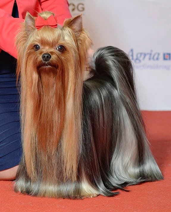 Chien de race Yorkshire Terrier